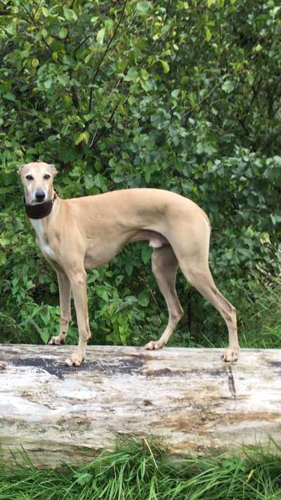 Was können eure Ohren so? ;)-Beitrag-Bild