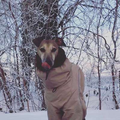 Die Dogorama Kalender Challenge Teil 2/4-Beitrag-Bild