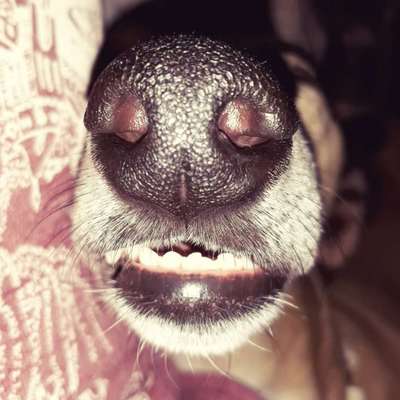 Zeigt her eure Hundenasen-Beitrag-Bild