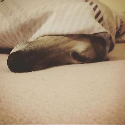 Windhunde - Treffen der besonderen Schönheiten
HERZLICH WILLKOMMEN-Beitrag-Bild