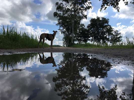 Dein Hund im Dogorama-Kalender 2021-Beitrag-Bild