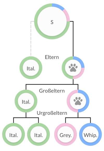 Windhunde - Treffen der besonderen Schönheiten
HERZLICH WILLKOMMEN-Beitrag-Bild