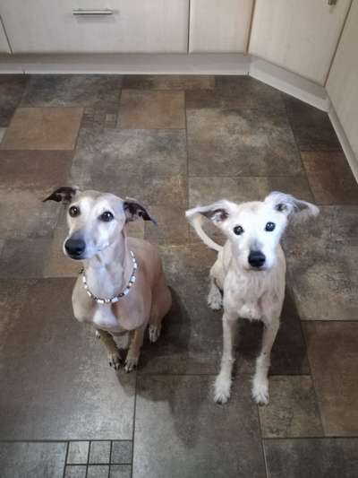 Windhunde - Treffen der besonderen Schönheiten
HERZLICH WILLKOMMEN-Beitrag-Bild