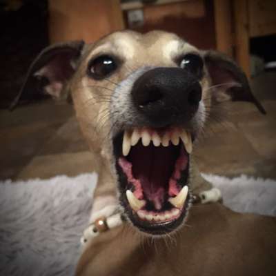 Fotochallange Nr. 6 Die irrsten Blicke-Beitrag-Bild