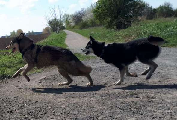 Hundeauslaufgebiet-Flora Park Acker-Bild