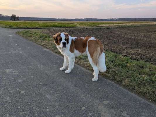 Hundetreffen-Spielpartner für Bernie-Bild