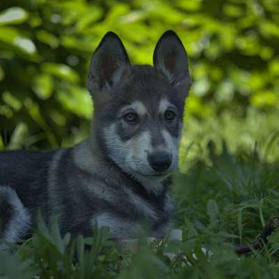 Hundetreffen-Spielpartner/Sozial-Walk mit Juri-Bild
