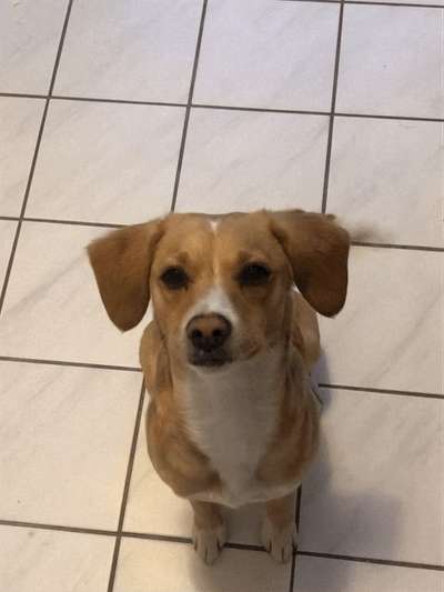 TierschutzhundeStammtisch🐕-Beitrag-Bild