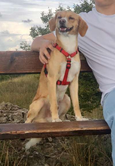 TierschutzhundeStammtisch🐕-Beitrag-Bild