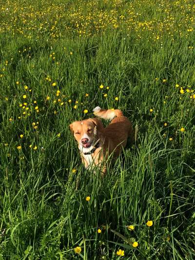 TierschutzhundeStammtisch🐕-Beitrag-Bild