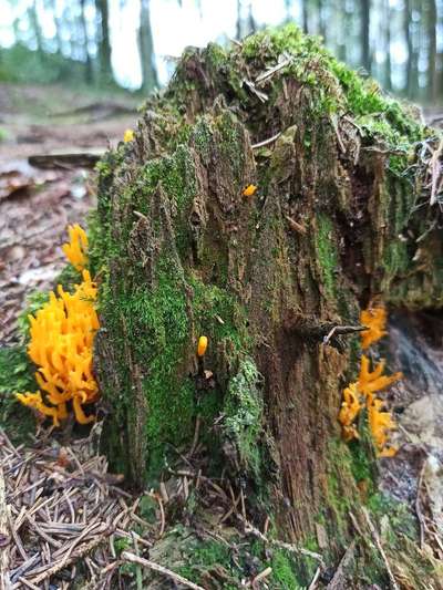 Die wunderschöne Welt mit Hund.-Beitrag-Bild