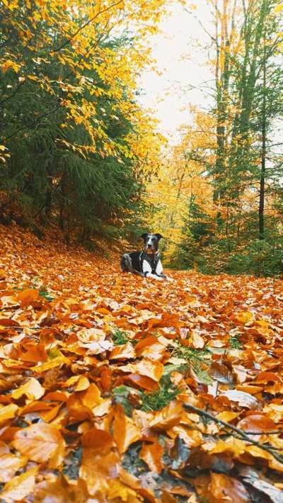 Herbst🍁-Beitrag-Bild