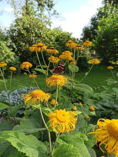 Die wunderschöne Welt mit Hund.-Beitrag-Bild