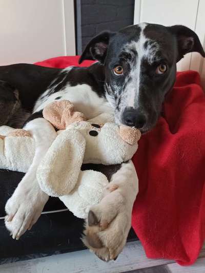 CHALLENGE NR. 19 - Der Hundeblick-Beitrag-Bild