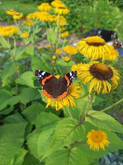 Die wunderschöne Welt mit Hund.-Beitrag-Bild