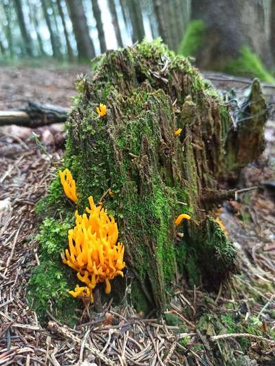 Die wunderschöne Welt mit Hund.-Beitrag-Bild