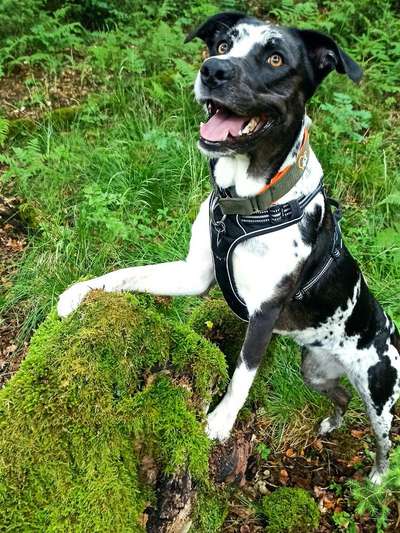 Dogorama Photo Challenge - Einmal lächeln bitte-Beitrag-Bild