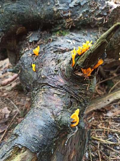 Die wunderschöne Welt mit Hund.-Beitrag-Bild