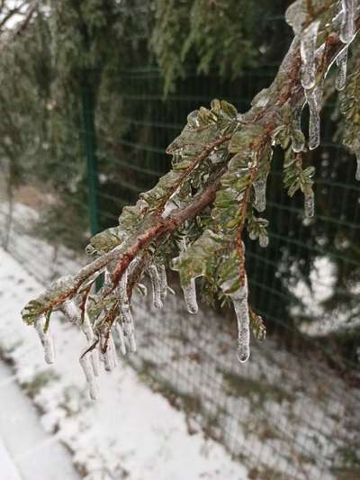 Die wunderschöne Welt mit Hund.-Beitrag-Bild