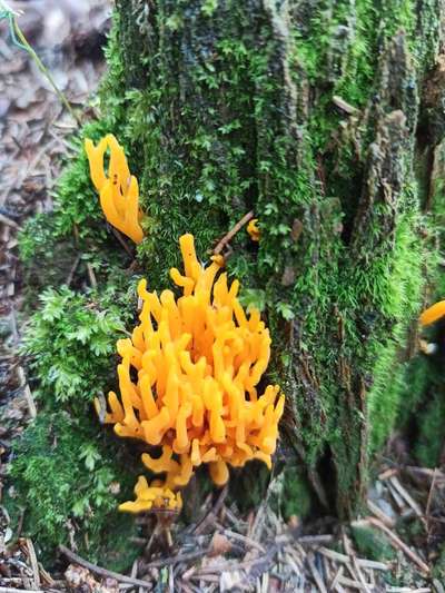 Die wunderschöne Welt mit Hund.-Beitrag-Bild