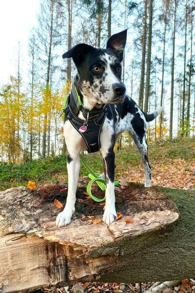 Wo sind die Aussies??-Beitrag-Bild