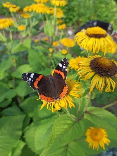 Die wunderschöne Welt mit Hund.-Beitrag-Bild