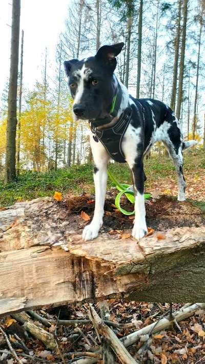 Fotochallenge No. 26                                     Wald und Wiese-Beitrag-Bild