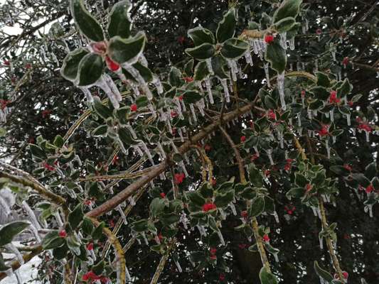 Die wunderschöne Welt mit Hund.-Beitrag-Bild