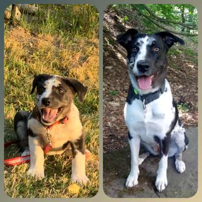 Welpen Bilder !-Beitrag-Bild