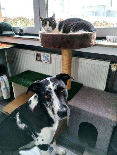 Hund und Katz Momente-Beitrag-Bild