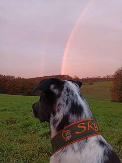 Fotochallenge Nr 96.: Bunt, Bunter, Hund 💐🌹🍁-Beitrag-Bild