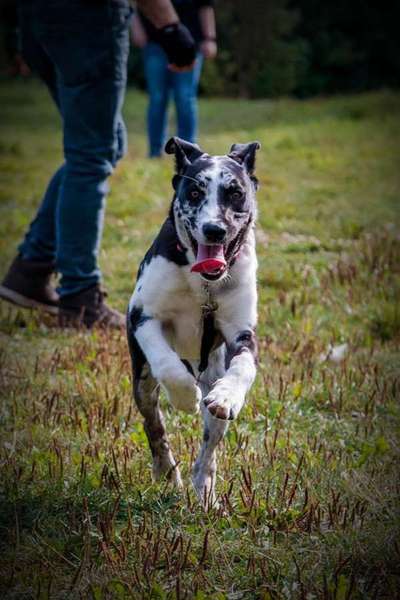 Challenge Nr. 16         Dynamik - Dein Hund in Bewegung-Beitrag-Bild