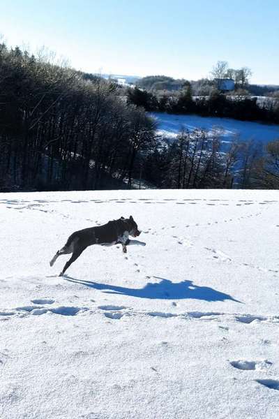 Fotosammlung: ,,Der natürliche Hund" Unbearbeitet, ungestellt und in Natura-Beitrag-Bild
