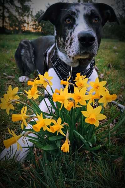 Challenge 23 : "  Euer Hund beim Frühlingserwachen "-Beitrag-Bild