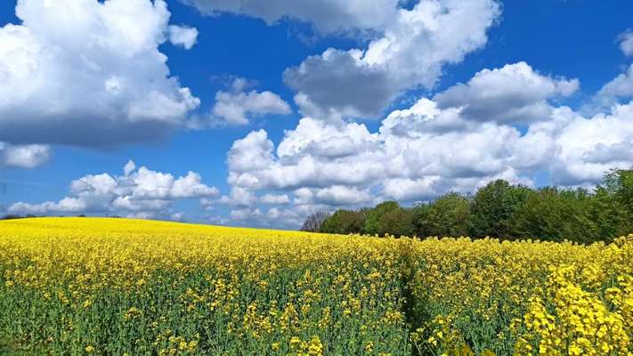 Die wunderschöne Welt mit Hund.-Beitrag-Bild