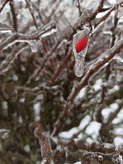 Die wunderschöne Welt mit Hund.-Beitrag-Bild