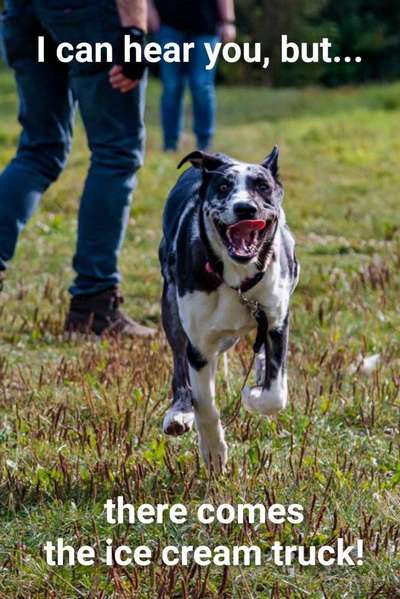 Hunde Memes-Beitrag-Bild