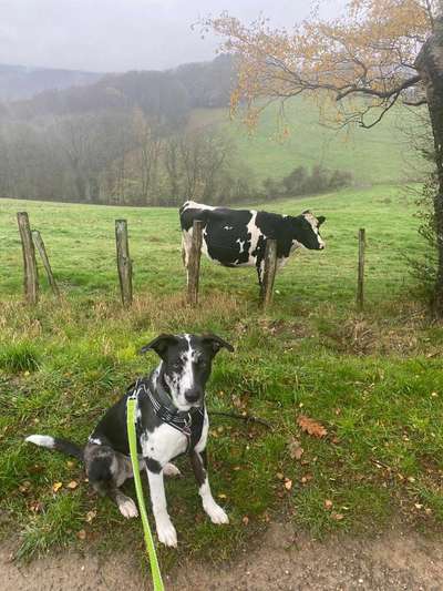 Lustige Merkmale am Hund - Fellzeichnungen :)-Beitrag-Bild