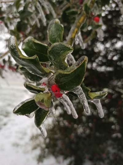Die wunderschöne Welt mit Hund.-Beitrag-Bild