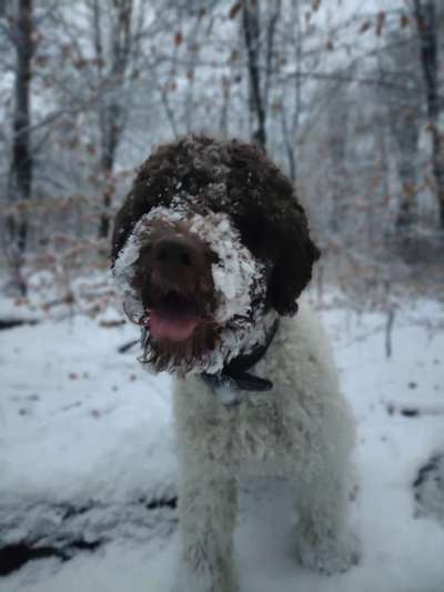 Lagotto Romagnolo Besitzer-Beitrag-Bild