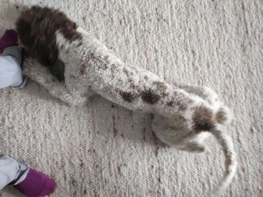 Lagotto Romagnolo Besitzer-Beitrag-Bild