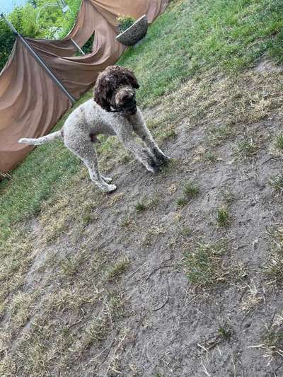 Lagotto Romagnolo Besitzer-Beitrag-Bild