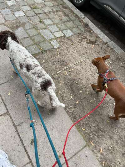 Lagotto Romagnolo Besitzer-Beitrag-Bild