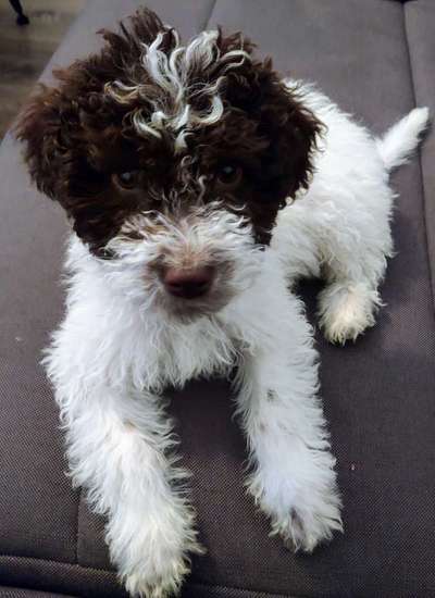 Lagotto Romagnolo Besitzer-Beitrag-Bild
