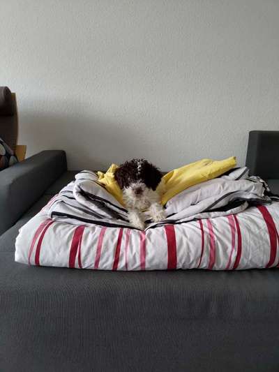 Lagotto Romagnolo Besitzer-Beitrag-Bild
