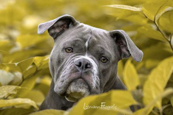 Olde English Bulldogge-Beitrag-Bild