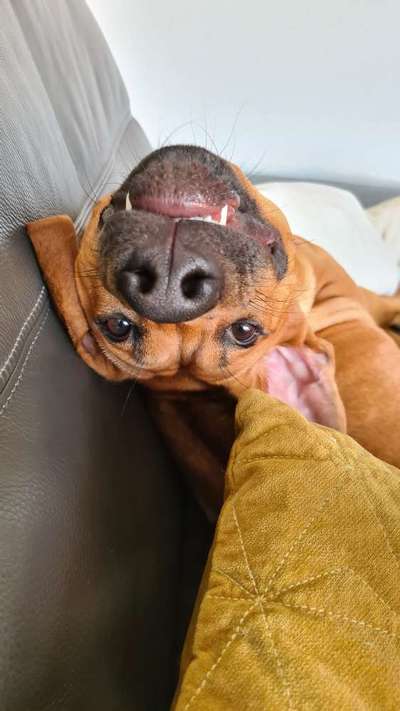 Die Dogorama Wochen Challenge-Beitrag-Bild