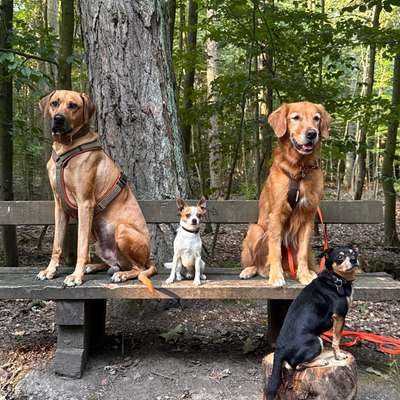 Hundetreffen-Sozial Walk / Training geleitet von Hundeschule Team Hund und Mensch-Bild