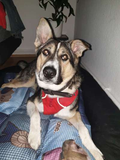 Welche Hunderasse-Beitrag-Bild