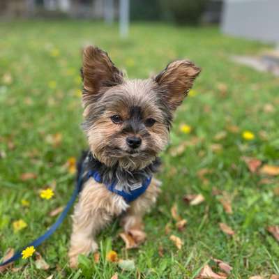 Hundetreffen-Gassirunden in Göppingen-Bild